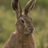 Brown hare